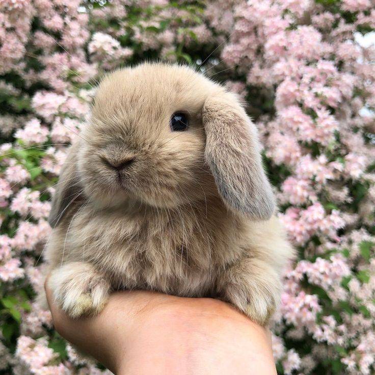 Милые породы кошек
