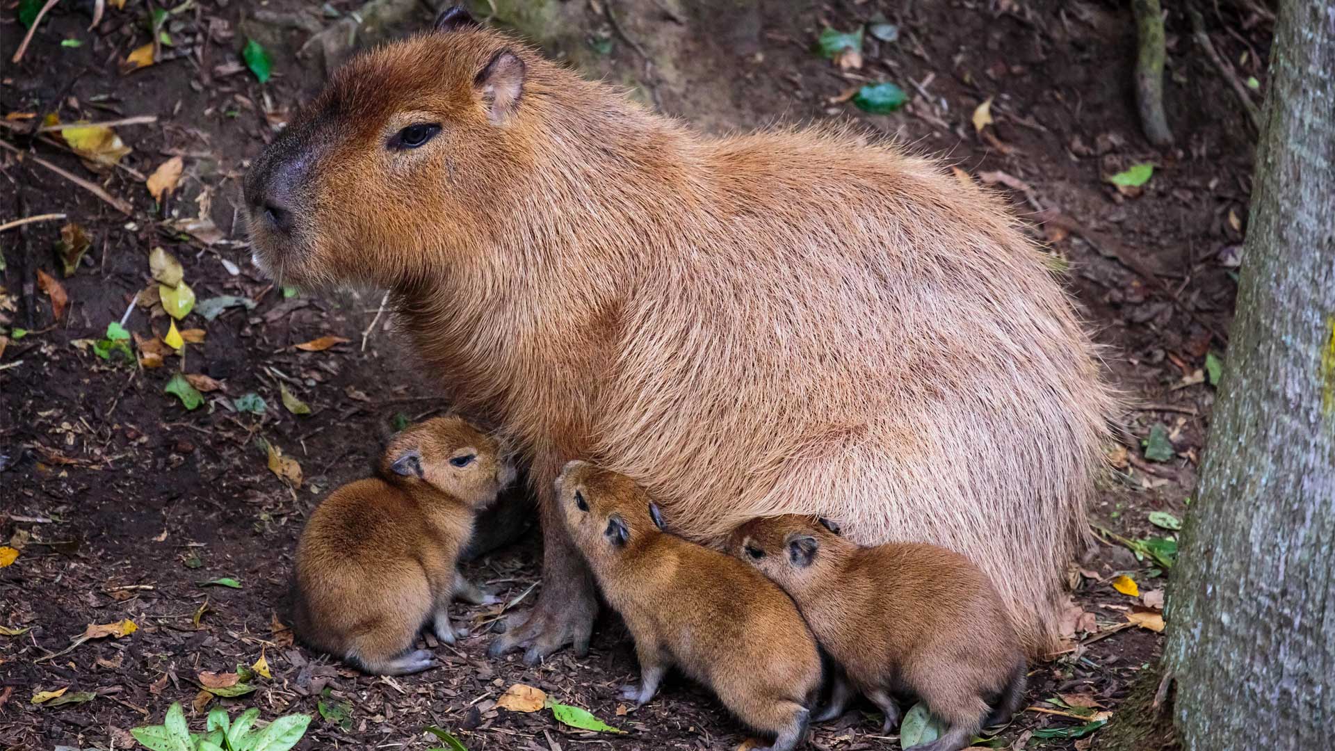 Меню