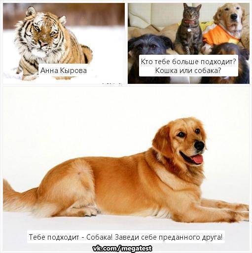 Собаки или кошки - кто лучше, их достоинства и недостатки, кого стоит завести