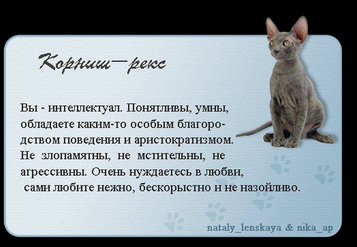 Интересные факты о кошках, которые ты не знал