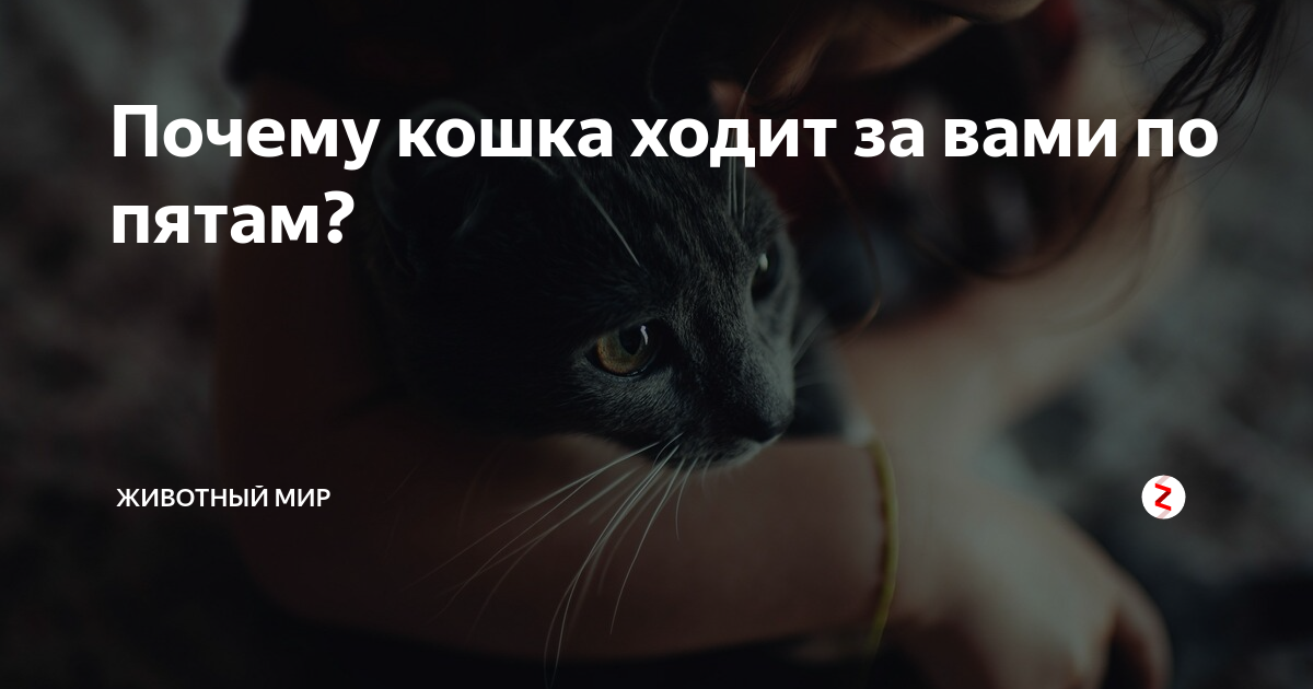 Почему кошки любят спать с хозяином: спят с хозяйкой, причины