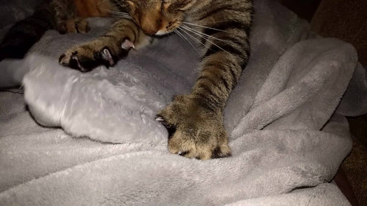Почему коты мнут и топчут лапами