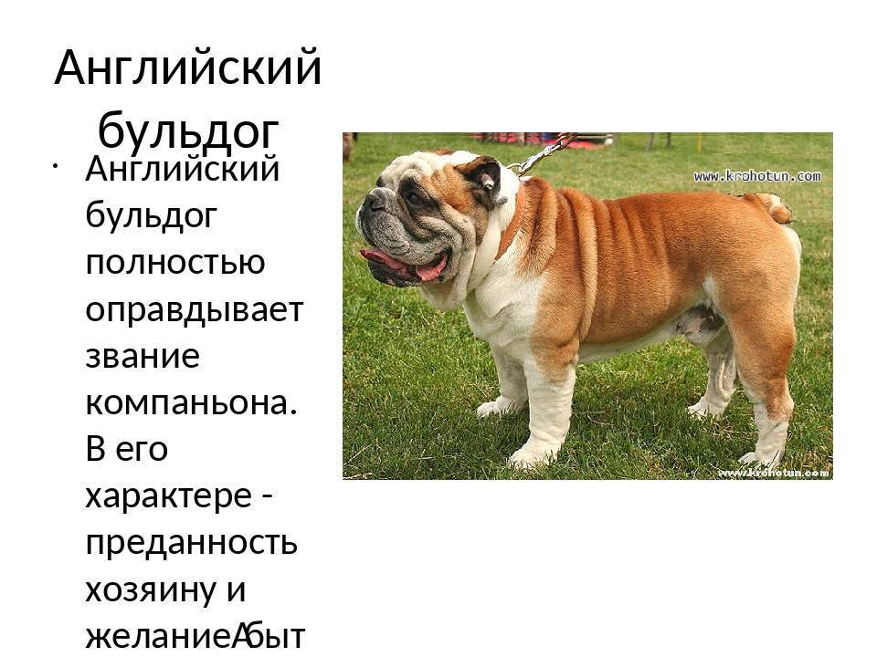 Староанглийский бульдог. все про породу собаки, фото и правила содержания	
. новости партнеров - новости партнеров 152. metro