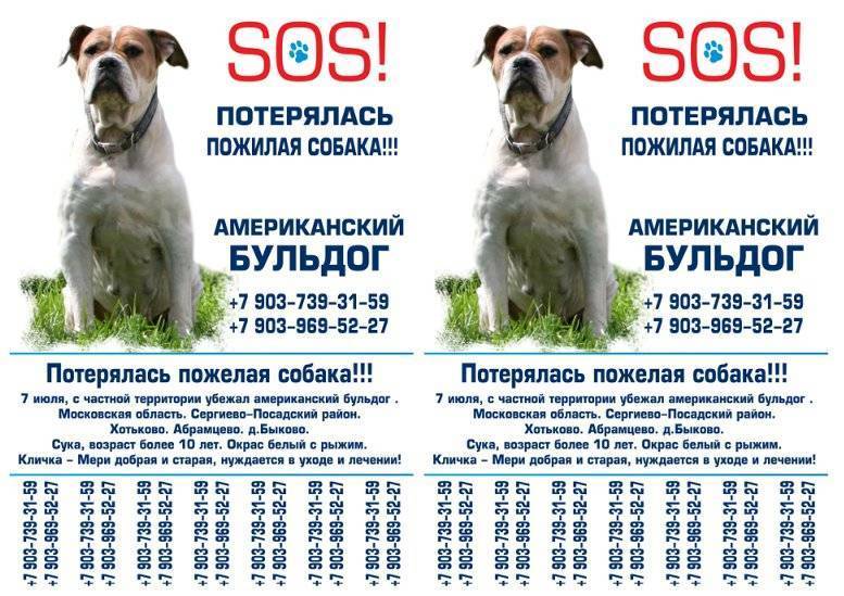 Американский бульдог описание, плюсы и минусы, выбор щенка, питомники.
