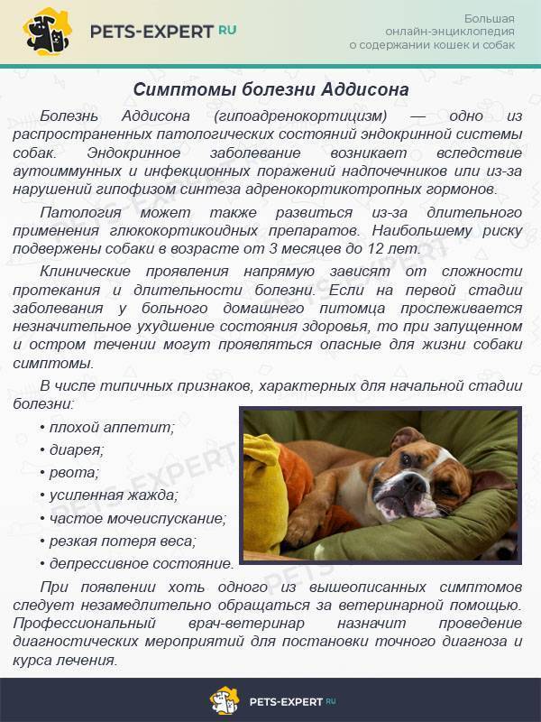 Применение лучевой терапии при макроопухоли гипофиза у собаки с синдромом кушинга — ирсо