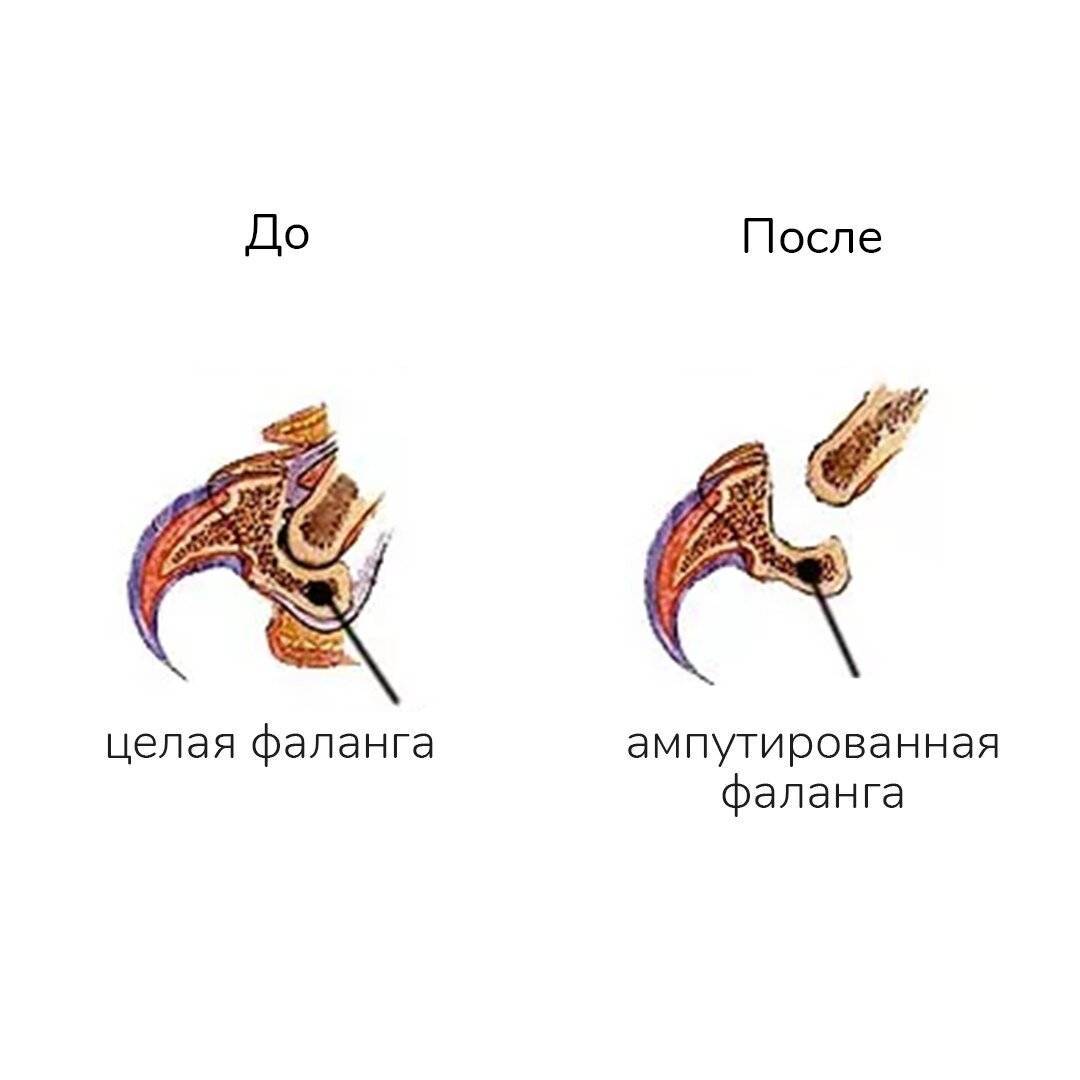Удаление когтей у кошек: особенности процедуры, последствия удаления когтевых фаланг и отзывы хозяев