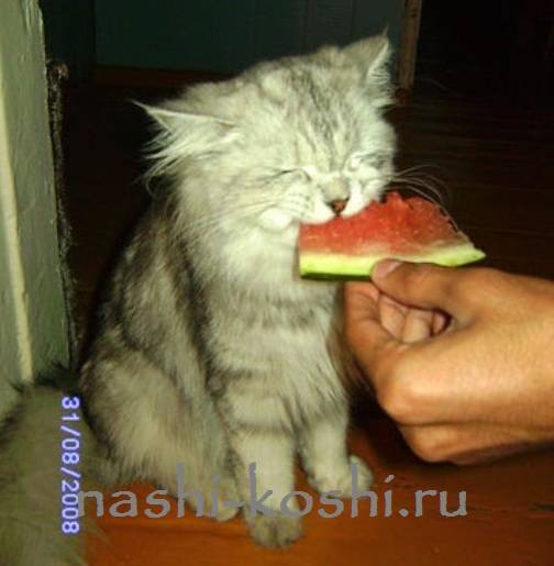 Интересные факты о кошках и котах: какой вкус не чувствуют, потеют ли, понимают ли человеческую речь и ответы на другие вопросы