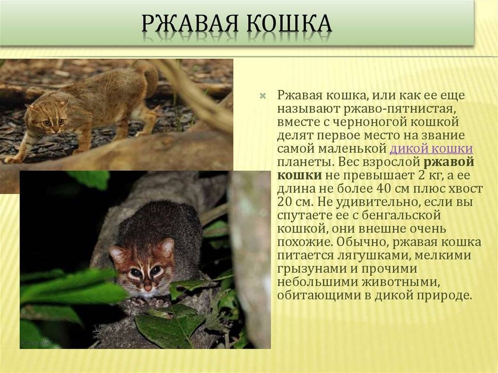 Удивительный котик с клыками вампира находит себе новый дом