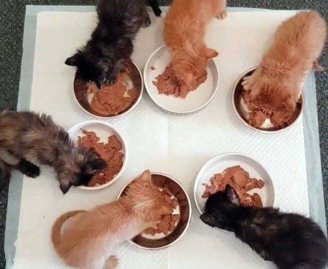 Чем кормить кормящую кошку сфинкса после родов