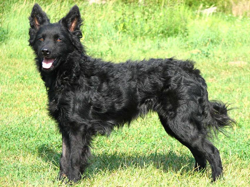 Виды овчарок - 53 вида овчарок с фото и кратким описанием