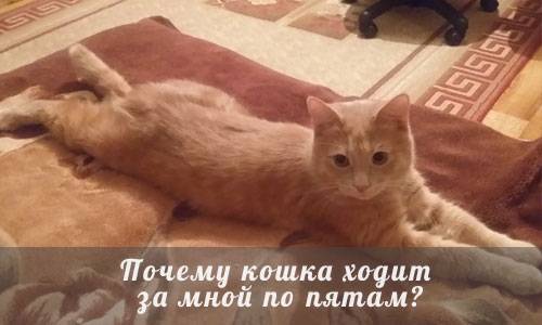 Почему кошки любят спать с хозяевами: привилегия или необходимость. рассуждения опытных заводчиков