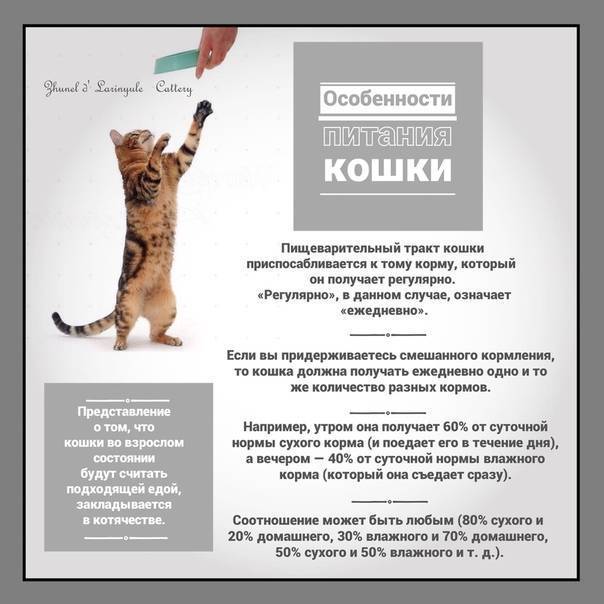 Сочетание промышленного и домашнего рациона | вет-точка