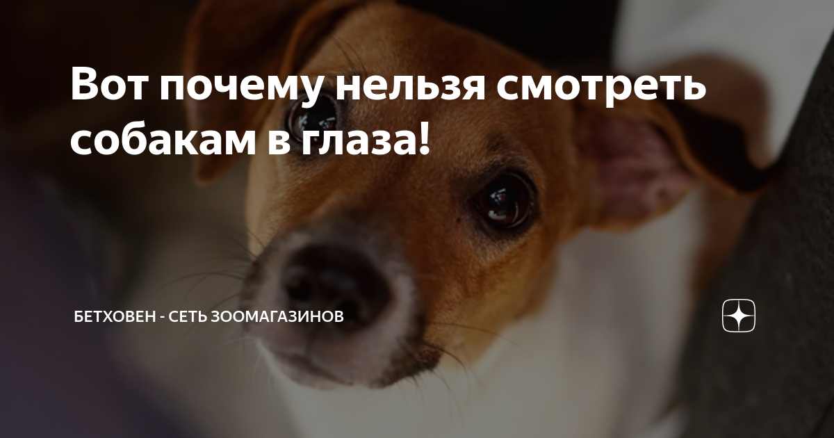 Признаки травм глаза у собак : 6 разновидностей - kupipet.ru