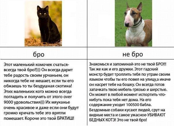 Кого лучше выбрать для дома: кота или кошку?