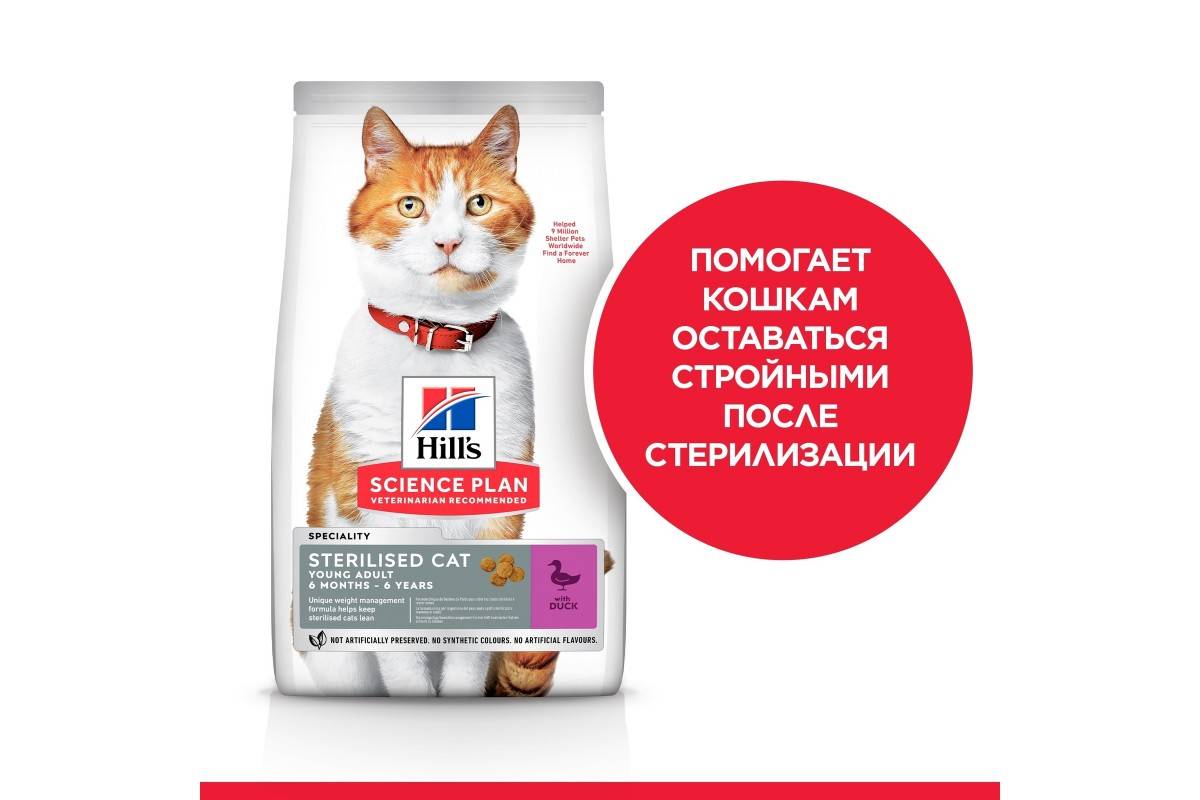 Особенности кормления котёнка и взрослого кота шотландской породы
