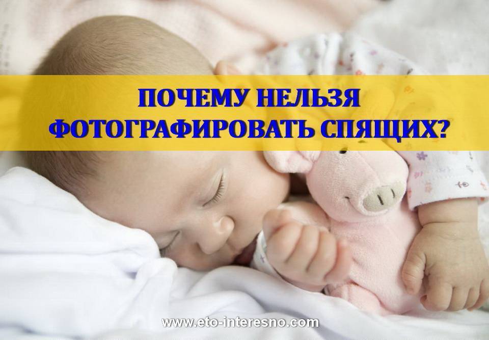 ᐉ почему нельзя фотографировать кошек - zoovet24.ru