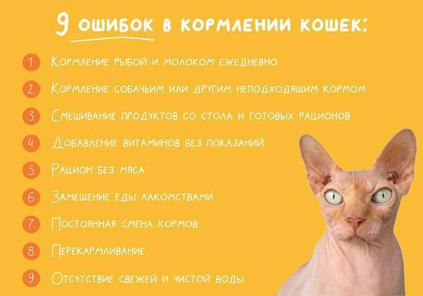 ?сколько пакетиков корма давать кошке в день: нормы