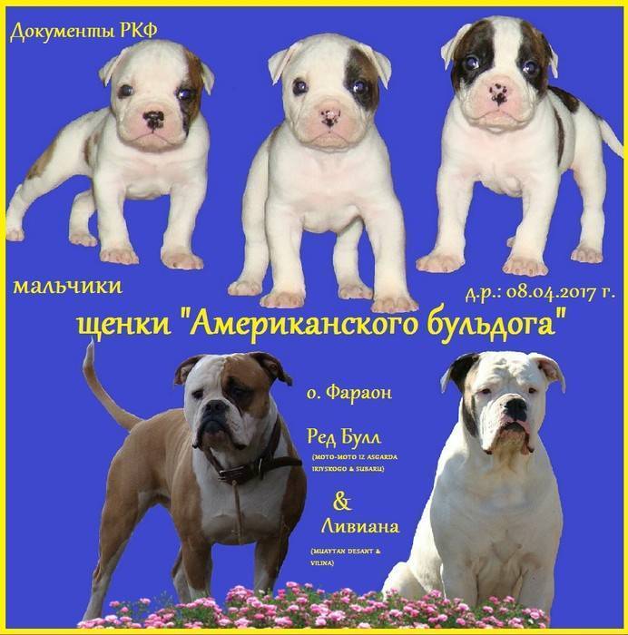 Обзор собак породы американский бульдог: описание стандарта, содержание и фото