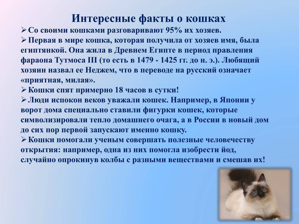 Топ 10 лучших пород кошек для квартиры и дома
