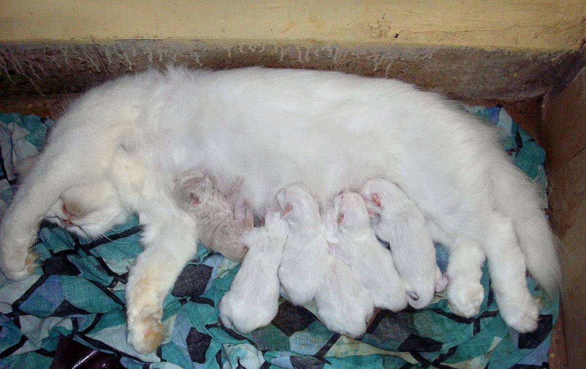 Чем кормить кормящую кошку: с первых дней после родов и до отлучения котят