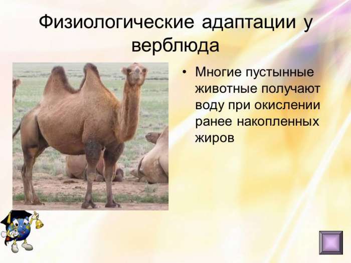 Интересные примеры адаптаций из мира животных