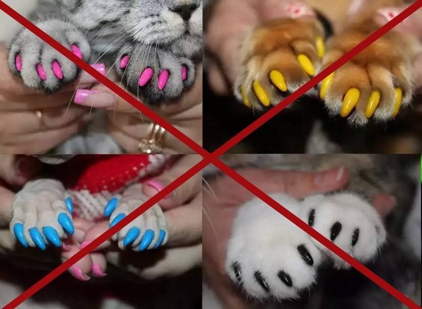 Последствия удаления когтей у кошек и собак и здоровая альтернатива