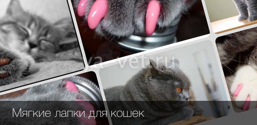 Удаление когтей у кошек: операция мягкие лапки