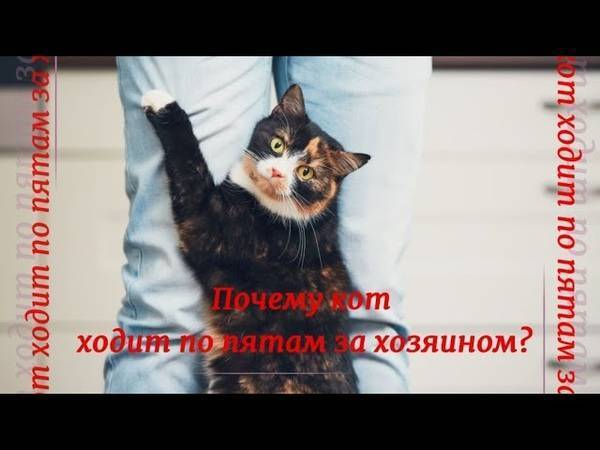 11 признаков того, что ваша кошка вас недолюбливает :: инфониак