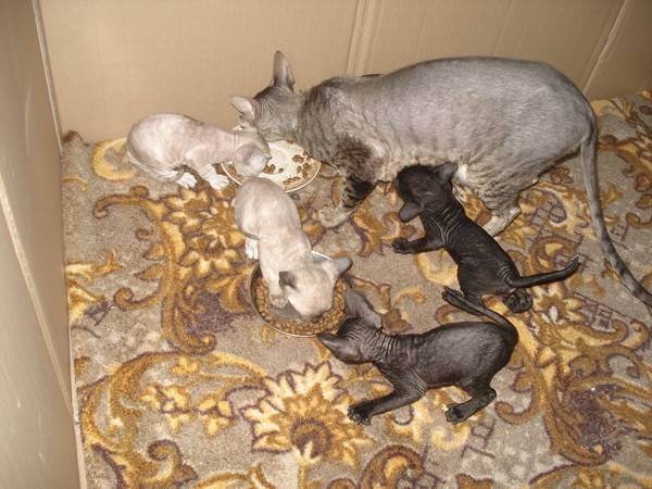 Особенности питания и кормов для беременных и кормящих кошек | hill's pet