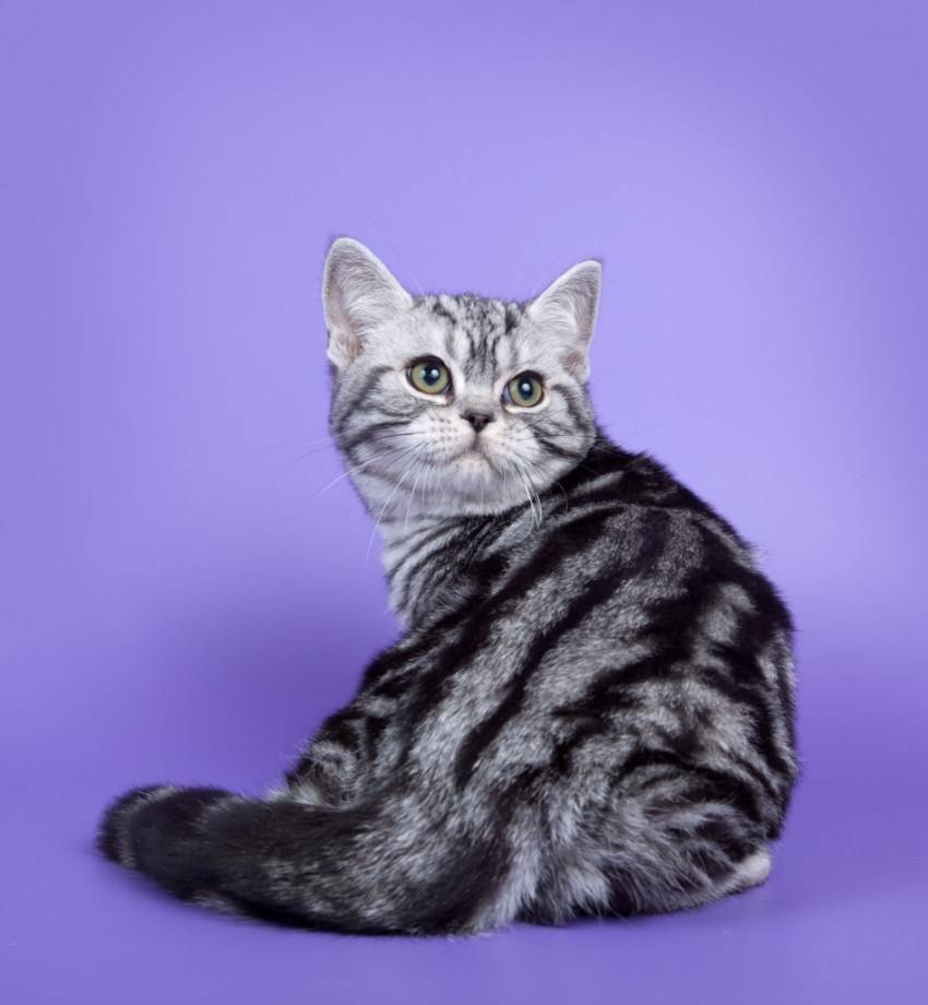 Американская короткошерстная кошка: фото, характер и описание :: syl.ru