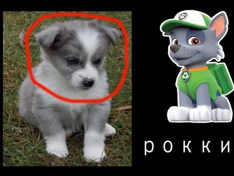 Как зовут всех щенков из мультфильма "щенячий патруль"?
