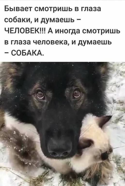 Что означает собачий взгляд