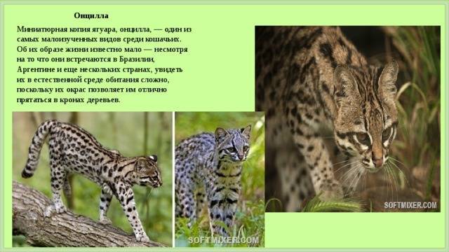 Черноногая кошка: вампир из подземелья