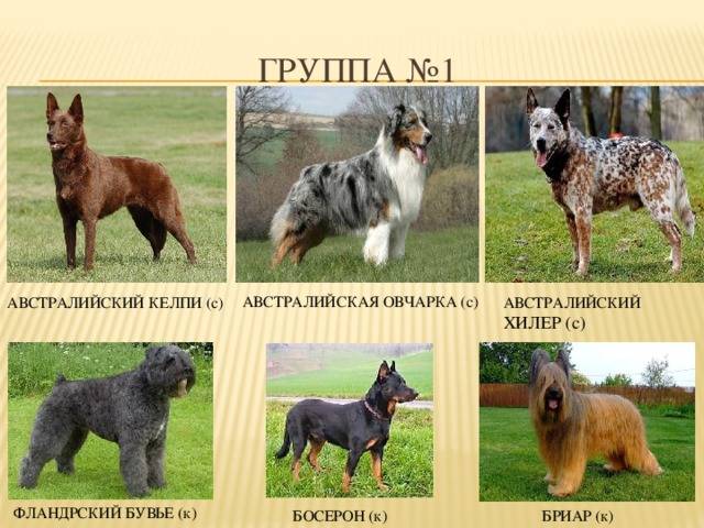 Венгерская овчарка (комондор)