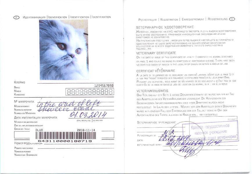 Делаем ветеринарный паспорт животного без хлопот - пошаговая инструкция!