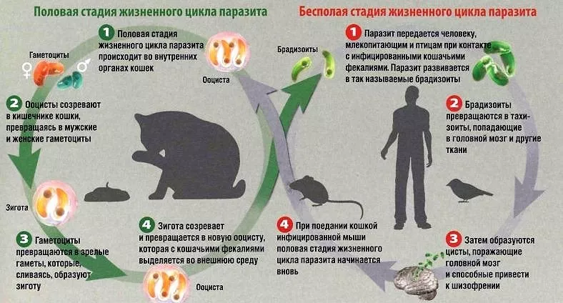 Пять болезней, которые можно подхватить от домашнего кота